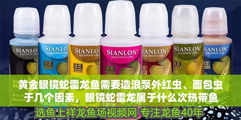 黃金眼鏡蛇雷龍魚需要造浪泵外紅蟲、面包蟲于幾個(gè)因素，眼鏡蛇雷龍屬于什么次熱帶魚