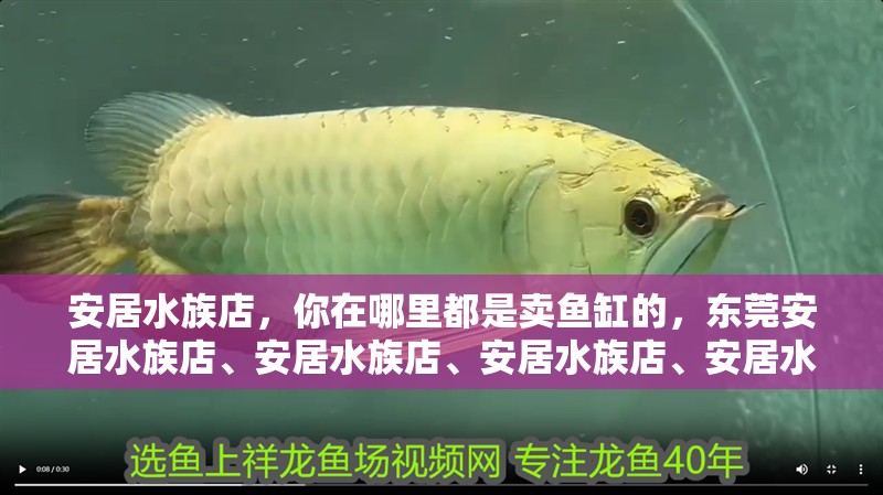 安居水族店，你在哪里都是賣魚缸的，東莞安居水族店、安居水族店、安居水族店、安居水族店