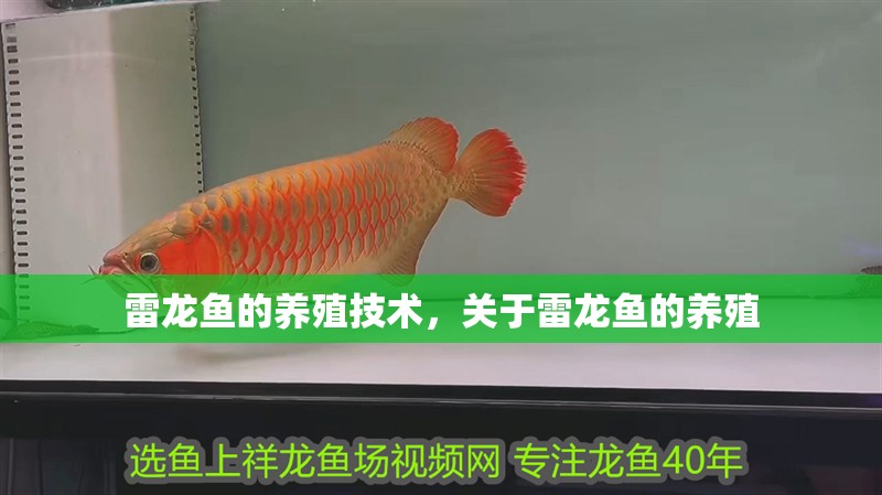 雷龍魚的養殖技術，關于雷龍魚的養殖