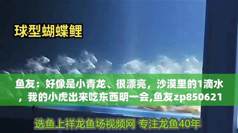 魚友：好像是小青龍、很漂亮，沙漠里的1滴水，我的小虎出來吃東西明一會,魚友zp850621說明了就是漂亮