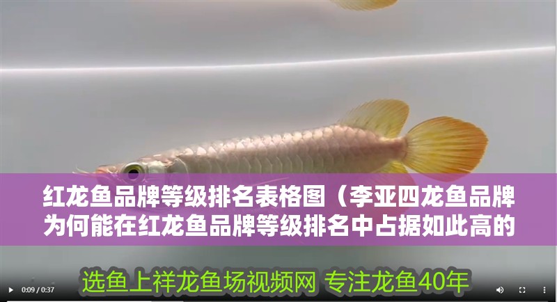 紅龍魚(yú)品牌等級(jí)排名表格圖(李亞四龍魚(yú)品牌為何能在紅龍魚(yú)品牌等級(jí)排名中占據(jù)如此高的位置) 觀賞魚(yú)百科 第2張 紅龍魚(yú)品牌等級(jí)排名表格圖(李亞四龍魚(yú)品牌為何能在紅龍魚(yú)品牌等級(jí)排名中占據(jù)如此高的位置) 紅龍魚(yú)品牌等級(jí)排名表格圖(李亞四龍魚(yú)品牌為何能在紅龍魚(yú)品牌等級(jí)排名中占據(jù)如此高的位置) 觀賞魚(yú)百科 第2張