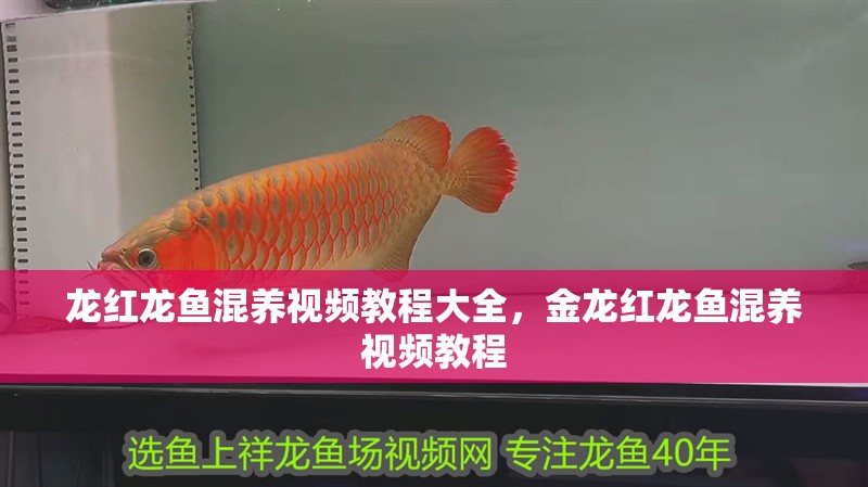 龍紅龍魚混養視頻教程大全，金龍紅龍魚混養視頻教程