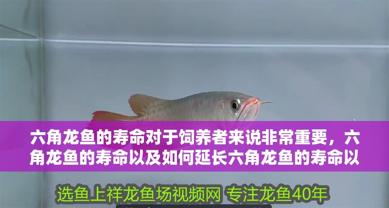 六角龍魚的壽命對于飼養者來說非常重要,六角龍魚的壽命以及如何延長六角龍魚的壽命以及如何延長 觀賞魚百科 第2張 六角龍魚的壽命對于飼養者來說非常重要,六角龍魚的壽命以及如何延長六角龍魚的壽命以及如何延長 六角龍魚的壽命對于飼養者來說非常重要,六角龍魚的壽命以及如何延長六角龍魚的壽命以及如何延長 觀賞魚百科 第2張