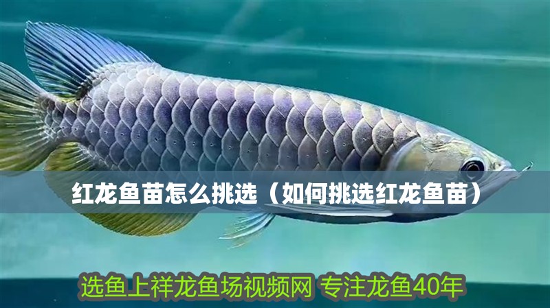 紅龍魚苗怎么挑選（如何挑選紅龍魚苗）