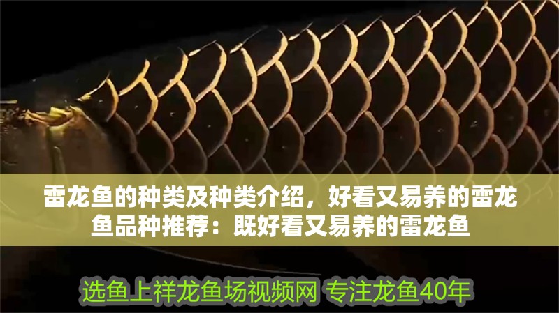 雷龍魚的種類及種類介紹，好看又易養(yǎng)的雷龍魚品種推薦：既好看又易養(yǎng)的雷龍魚