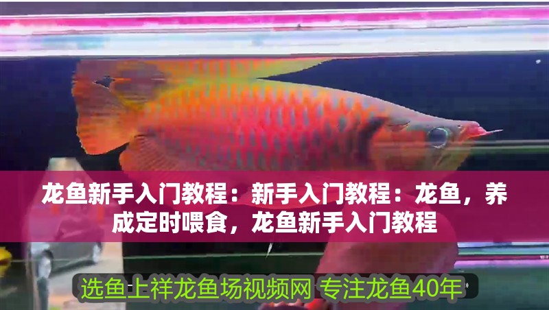 龍魚新手入門教程：新手入門教程：龍魚，養成定時喂食，龍魚新手入門教程