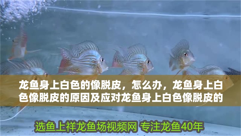 龍魚身上白色的像脫皮，怎么辦，龍魚身上白色像脫皮的原因及應對龍魚身上白色像脫皮的原因