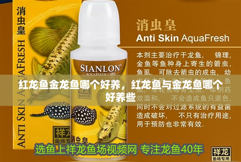 紅龍魚金龍魚哪個好養，紅龍魚與金龍魚哪個好養些