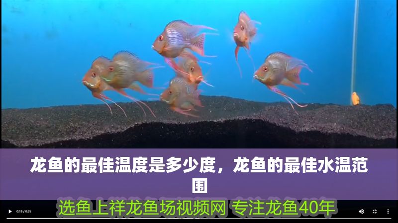龍魚的最佳溫度是多少度，龍魚的最佳水溫范圍