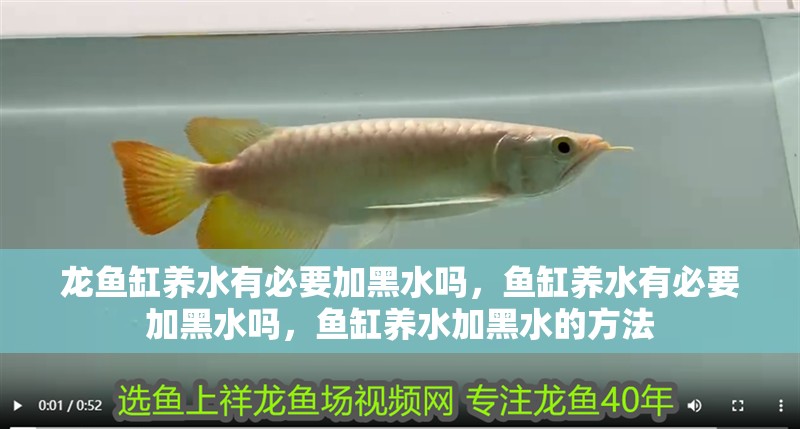 龍魚缸養(yǎng)水有必要加<strong><mark>黑水</mark></strong>嗎，魚缸養(yǎng)水有必要加<strong><mark>黑水</mark></strong>嗎，魚缸養(yǎng)水加<strong><mark>黑水</mark></strong>的方法
