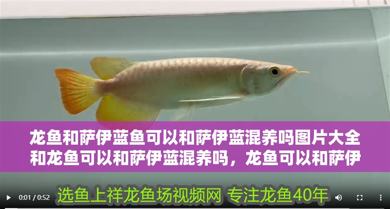 龍魚和薩伊藍魚可以和薩伊藍混養(yǎng)嗎圖片大全和龍魚可以和薩伊藍混養(yǎng)嗎，龍魚可以和薩伊藍混養(yǎng)嗎