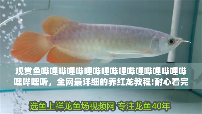 觀賞魚嗶哩嗶哩嗶哩嗶哩嗶哩嗶哩嗶哩嗶哩嗶哩嗶哩聽，全網最詳細的養紅龍教程!耐心看完,一定會有收獲