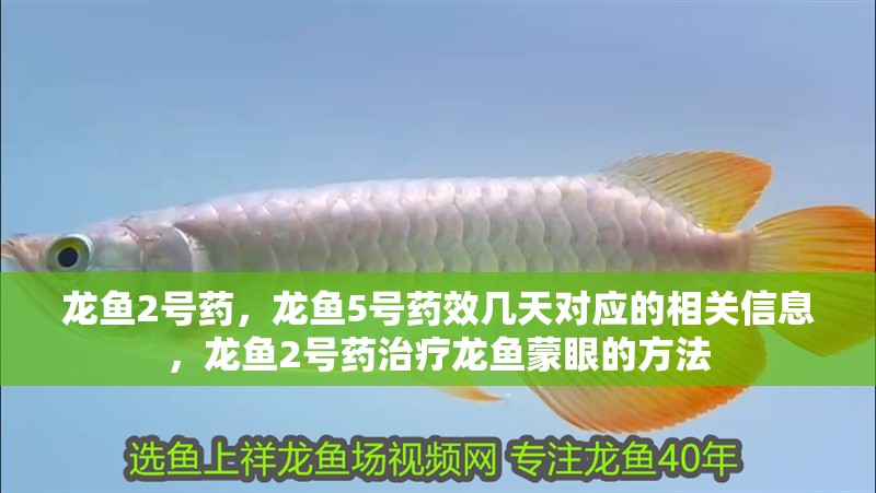 龍魚2號(hào)藥，龍魚5號(hào)藥效幾天對(duì)應(yīng)的相關(guān)信息，龍魚2號(hào)藥治療龍魚蒙眼的方法