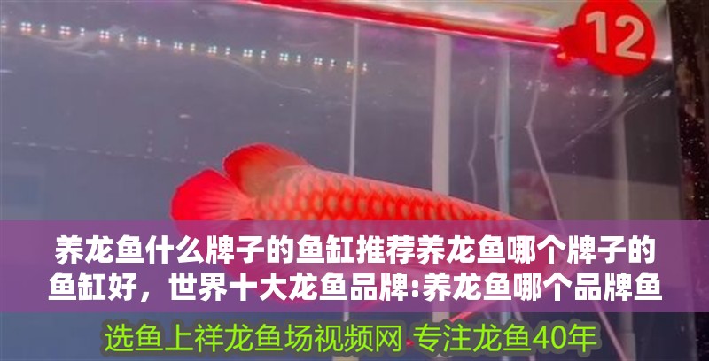 養(yǎng)龍魚什么牌子的魚缸推薦養(yǎng)龍魚哪個(gè)牌子的魚缸好，世界十大龍魚品牌:養(yǎng)龍魚哪個(gè)品牌魚缸推薦