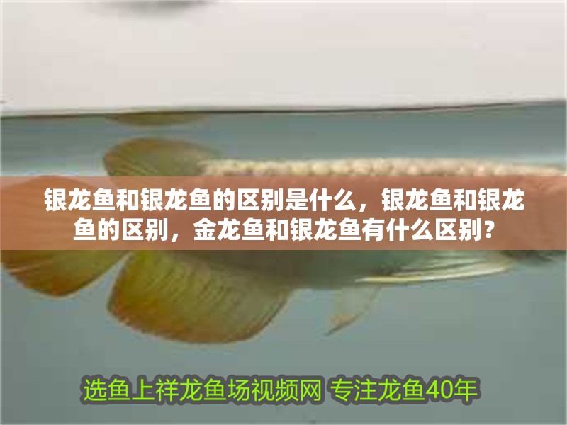 銀龍魚和銀龍魚的區別是什么，銀龍魚和銀龍魚的區別，金龍魚和銀龍魚有什么區別？