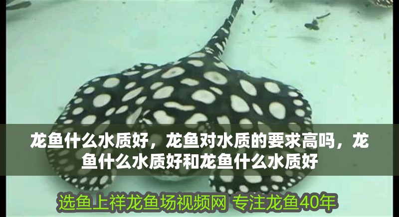 龍魚什么水質好，龍魚對水質的要求高嗎，龍魚什么水質好和龍魚什么水質好