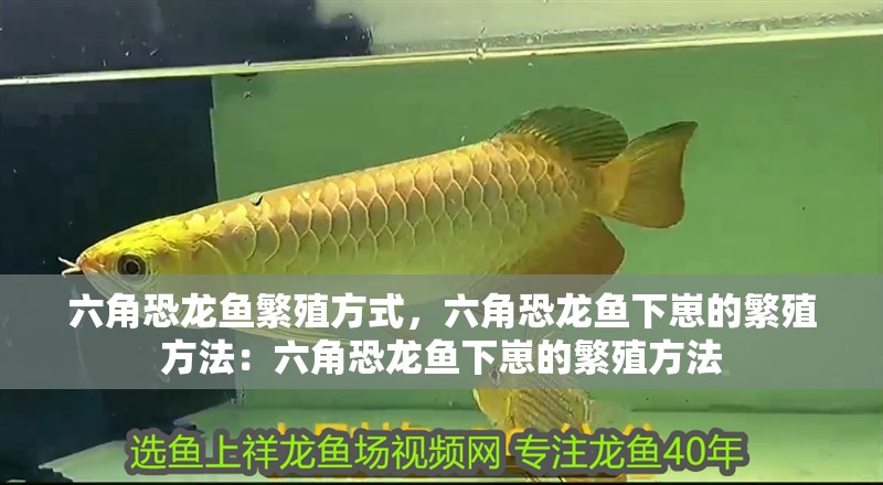 六角恐龍魚繁殖方式，六角恐龍魚下崽的繁殖方法：六角恐龍魚下崽的繁殖方法