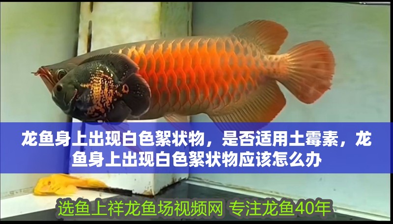 龍魚身上出現(xiàn)白色絮狀物，是否適用土霉素，龍魚身上出現(xiàn)白色絮狀物應(yīng)該怎么辦 龍魚身上出現(xiàn)白色絮狀物，是否適用土霉素，龍魚身上出現(xiàn)白色絮狀物應(yīng)該怎么辦 觀賞魚百科 第2張