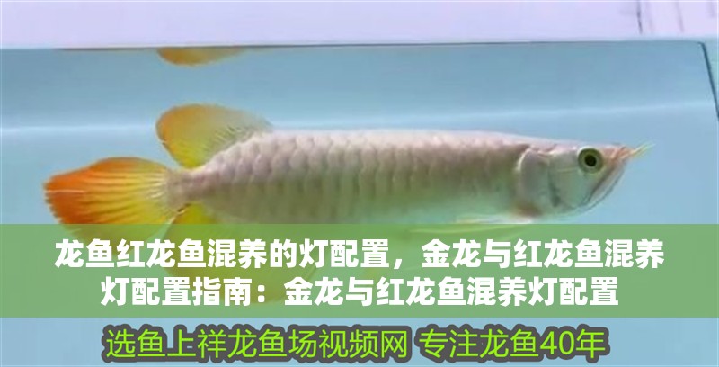 龍魚紅龍魚混養的燈配置，金龍與紅龍魚混養燈配置指南：金龍與紅龍魚混養燈配置
