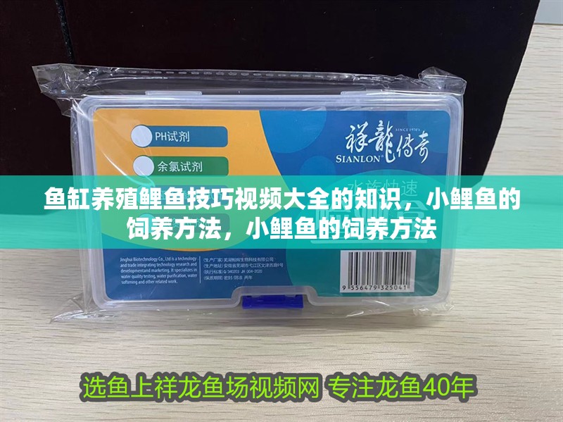 魚缸養殖鯉魚技巧視頻大全的知識，小鯉魚的飼養方法，小鯉魚的飼養方法