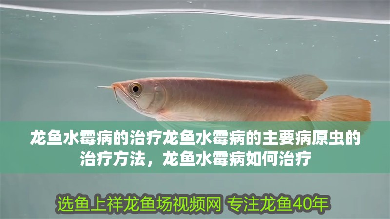 龍魚水霉病的治療龍魚水霉病的主要病原蟲的治療方法，龍魚水霉病如何治療