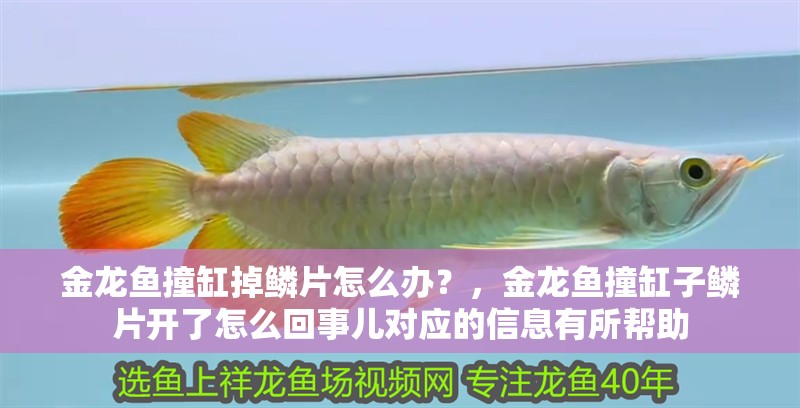 金龍魚撞缸掉鱗片怎么辦?,金龍魚撞缸子鱗片開了怎么回事兒對(duì)應(yīng)的信息有所幫助