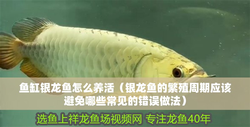 詳細閱讀:魚缸銀龍魚怎么養活(銀龍魚的繁殖周期應該避免哪些常見的錯誤做法) 魚缸銀龍魚怎么養活(銀龍魚的繁殖周期應該避免哪些常見的錯誤做法)