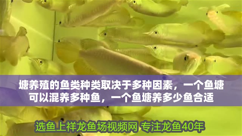 詳細閱讀:塘養殖的魚類種類取決于多種因素,一個魚塘可以混養多種魚,一個魚塘養多少魚合適 塘養殖的魚類種類取決于多種因素,一個魚塘可以混養多種魚,一個魚塘養多少魚合適