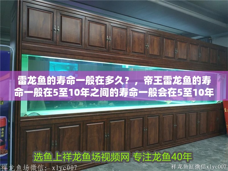 詳細閱讀:雷龍魚的壽命一般在多久?,帝王雷龍魚的壽命一般在5至10年之間的壽命一般會在5至10年之間 雷龍魚的壽命一般在多久?,帝王雷龍魚的壽命一般在5至10年之間的壽命一般會在5至10年之間