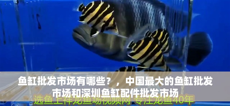 魚缸批發市場有哪些？，中國最大的魚缸批發市場和深圳魚缸配件批發市場