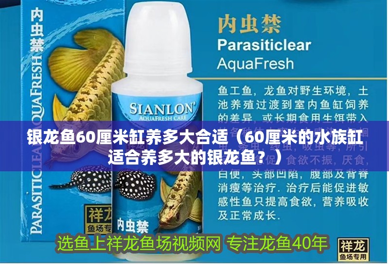 銀龍魚60厘米缸養多大合適（60厘米的水族缸適合養多大的銀龍魚？）