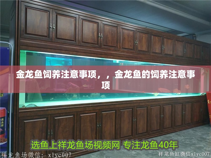 金龍魚飼養(yǎng)注意事項(xiàng)，，金龍魚的飼養(yǎng)注意事項(xiàng)