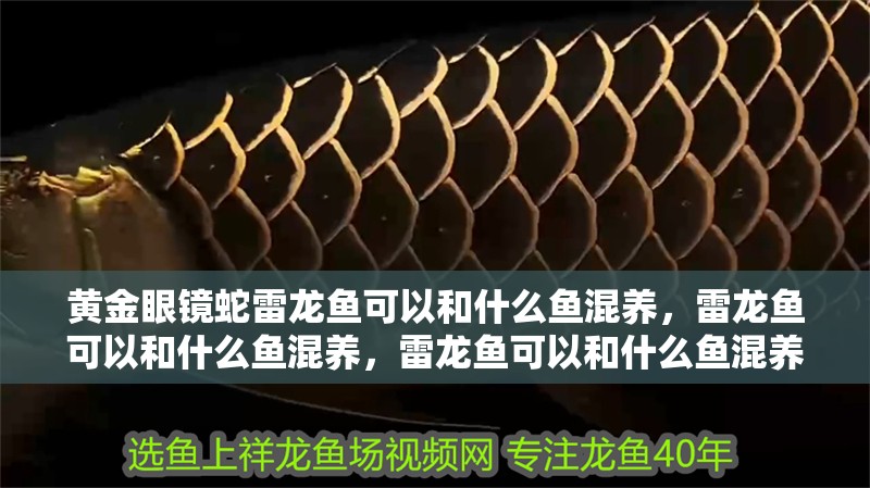 黃金眼鏡蛇雷龍魚可以和什么魚混養(yǎng)，雷龍魚可以和什么魚混養(yǎng)，雷龍魚可以和什么魚混養(yǎng)