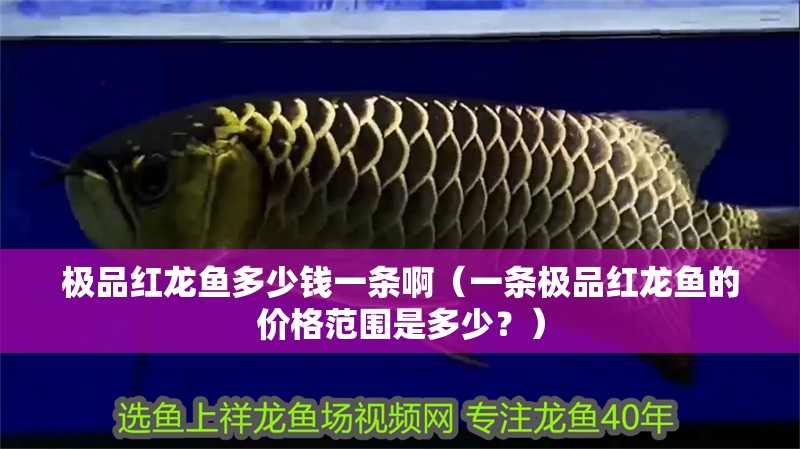 極品紅龍魚多少錢一條?。ㄒ粭l極品紅龍魚的價格范圍是多少？）