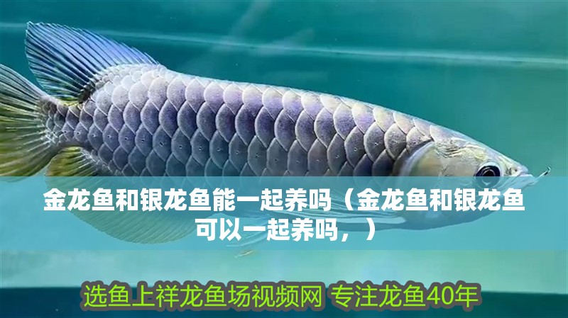 金龍魚和銀龍魚能一起養(yǎng)嗎（金龍魚和銀龍魚可以一起養(yǎng)嗎，）