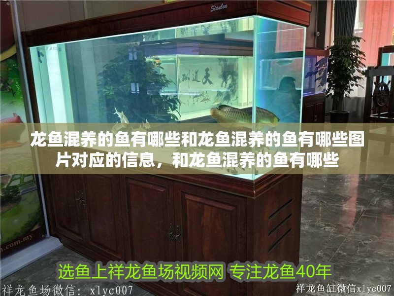 龍魚混養的魚有哪些和龍魚混養的魚有哪些圖片對應的信息，和龍魚混養的魚有哪些