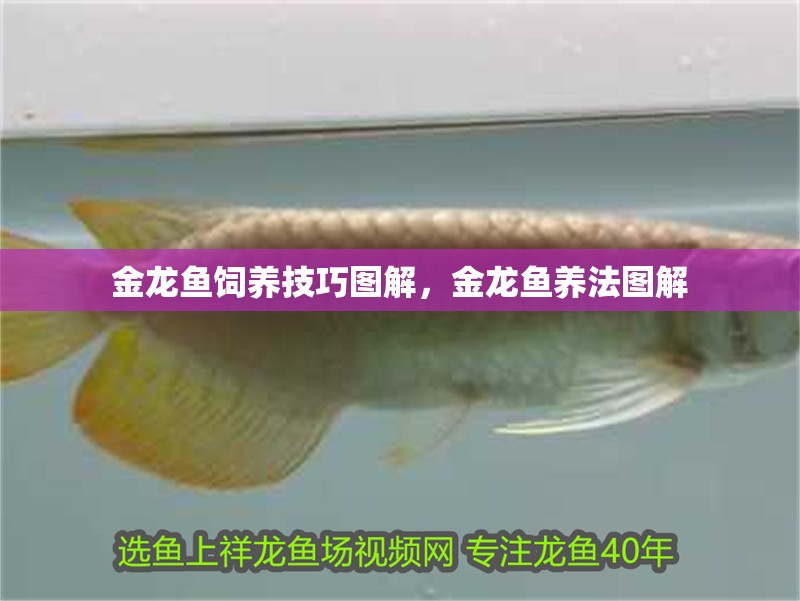 金龍魚(yú)飼養(yǎng)技巧圖解，金龍魚(yú)養(yǎng)法圖解