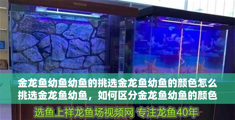 金龍魚幼魚幼魚的挑選金龍魚幼魚的顏色怎么挑選金龍魚幼魚，如何區(qū)分金龍魚幼魚的顏色