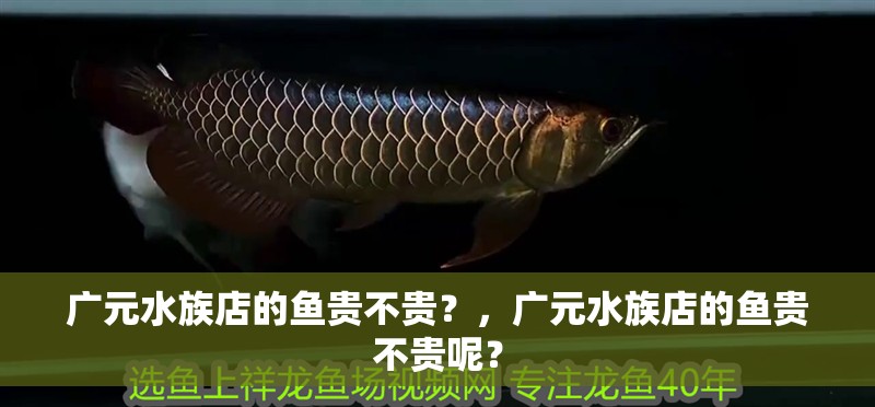 廣元水族店的魚貴不貴？，廣元水族店的魚貴不貴呢？