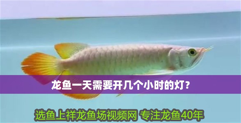 龍魚一天需要開幾個小時的燈？
