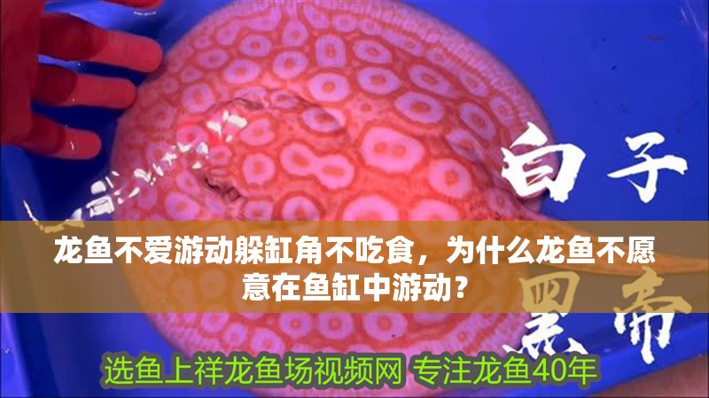 龍魚不愛游動躲缸角不吃食，為什么龍魚不愿意在魚缸中游動？