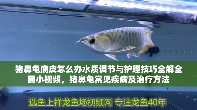 豬鼻龜腐皮怎么辦水質調節與護理技巧全解全民小視頻,豬鼻龜常見疾病及治療方法