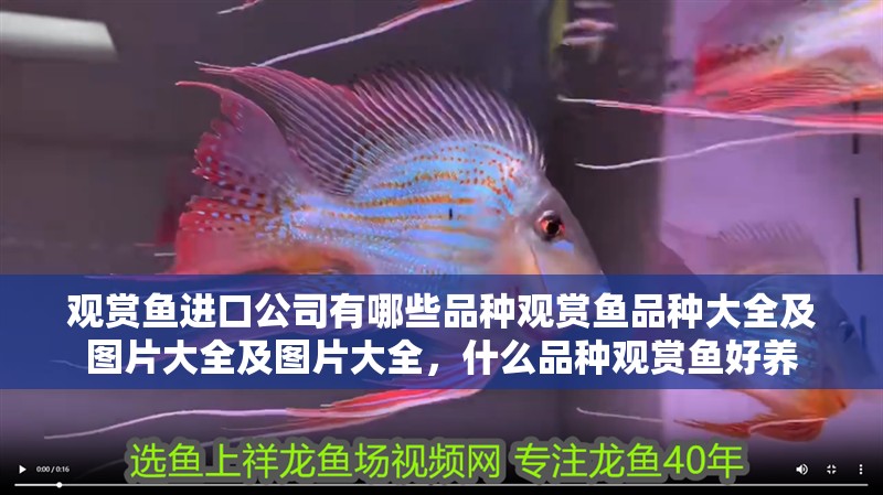 觀賞魚進口公司有哪些品種觀賞魚品種大全及圖片大全及圖片大全，什么品種觀賞魚好養