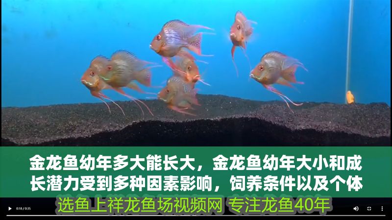金龍魚幼年多大能長(zhǎng)大，金龍魚幼年大小和成長(zhǎng)潛力受到多種因素影響，飼養(yǎng)條件以及個(gè)體差異