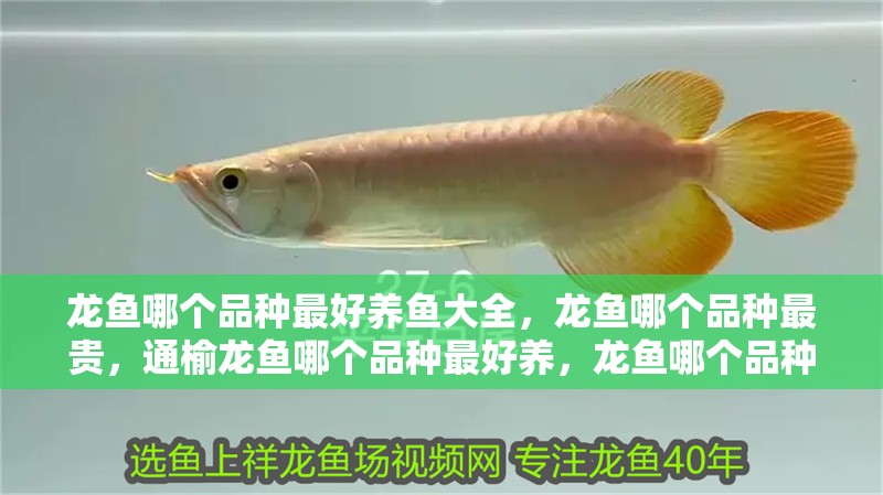 龍魚哪個品種最好養魚大全，龍魚哪個品種最貴，通榆龍魚哪個品種最好養，龍魚哪個品種最好養魚大全