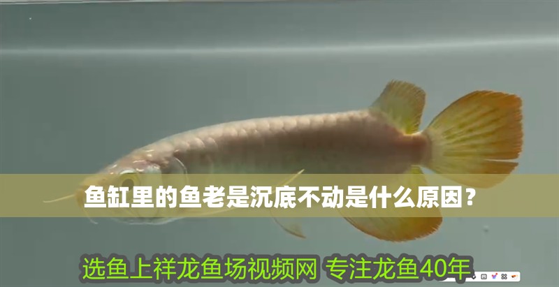 魚缸里的魚老是沉底不動是什么原因？