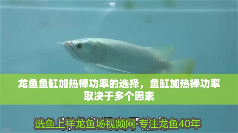 龍魚魚缸加熱棒功率的選擇，魚缸加熱棒功率取決于多個因素