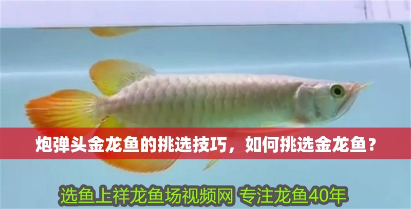 炮彈頭金龍魚的挑選技巧，如何挑選金龍魚？