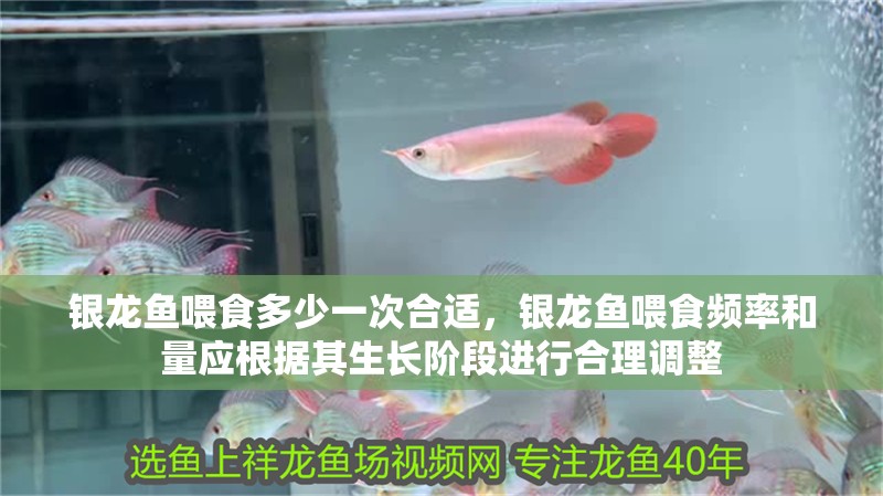 銀龍魚喂食多少一次合適，銀龍魚喂食頻率和量應根據其生長階段進行合理調整