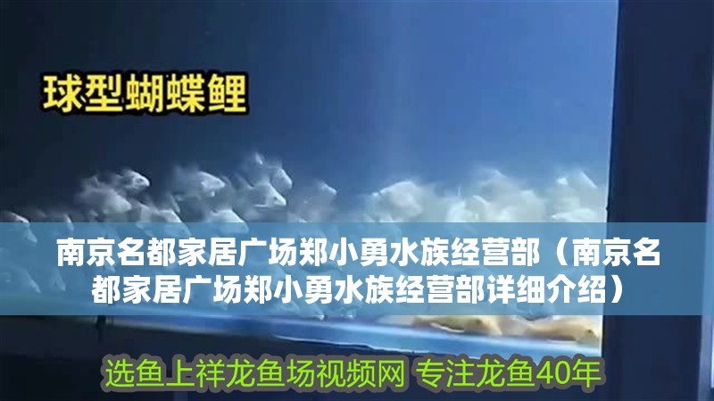 南京名都家居廣場鄭小勇水族經營部（南京名都家居廣場鄭小勇水族經營部詳細介紹）